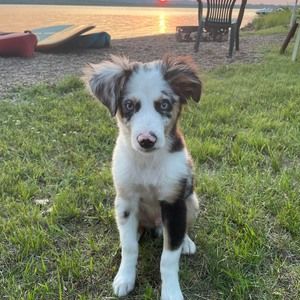 Meet your Posher, Phil